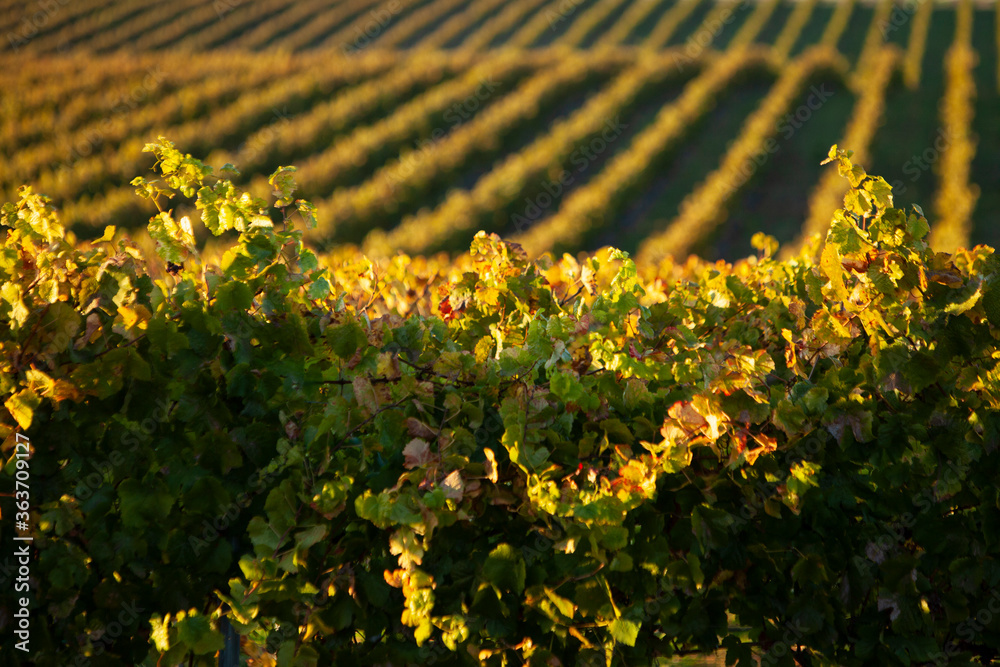 Obraz premium Vineyard of wine grapes showing rows flowing with the rolling hills and the leaves turning gold, yellow, orange
