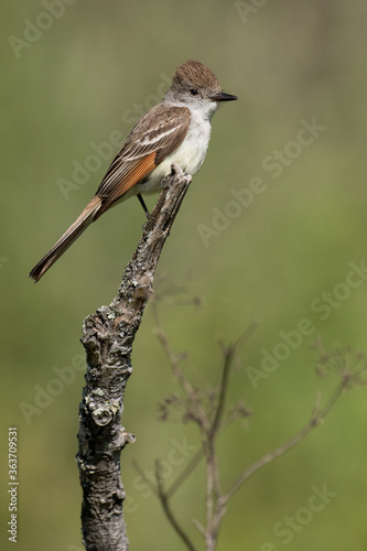 Ash-Throated flycatcher