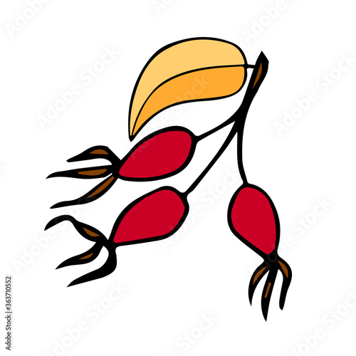 Rosehip berries - immune system activator, natural medicine, source of vitamin C - herbal tea ingredient - vector illustration. Design for print recipe, menu, fabric, decoration packaging herbs or tea