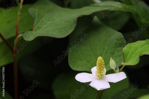 Dokudami, Houttuynia cordata, traditional southasian herb is blooming. It's popular as home remedy. It is also called fish mint, chameleon plant, and heartleaf. photo