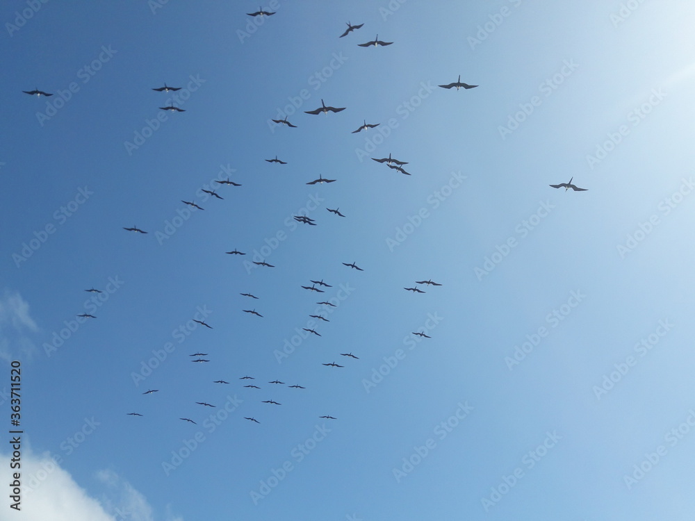 Birds flying in the sky over Isla Mujeres Cancun Mexico 2020