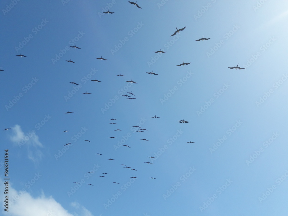 Fototapeta premium Birds flying in the sky over Isla Mujeres Cancun Mexico 2020