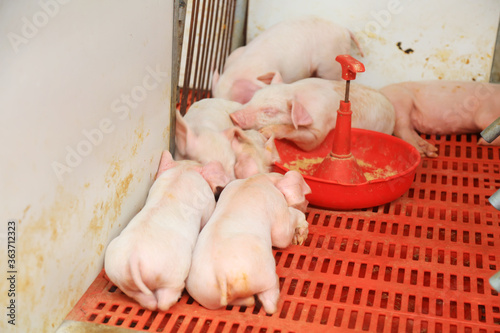 Young piglets sleep on red plastic pads photo