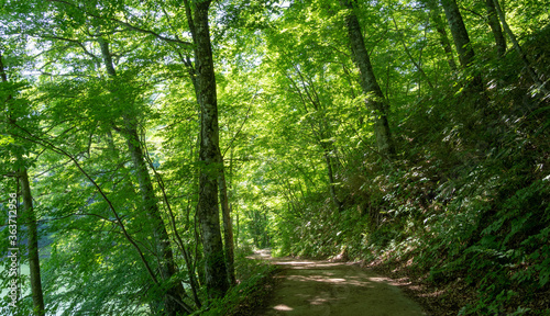 世界遺産に指定された白神山地の新緑のブナ原生林