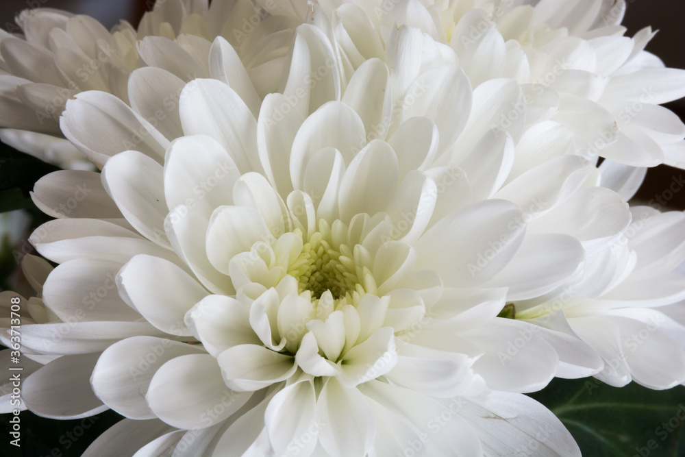 Fototapeta premium 白いキクの花のクローズアップ 