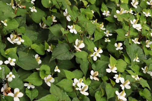 Dokudami, Houttuynia cordata, traditional oriental herb is blooming. It's popular as traditional home remedy. It also called fish mint, chameleon plant, and heartleaf. photo