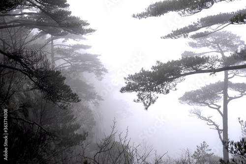  Wonderful and curious sea of clouds and beautiful Huangshan mountain landscape in China.