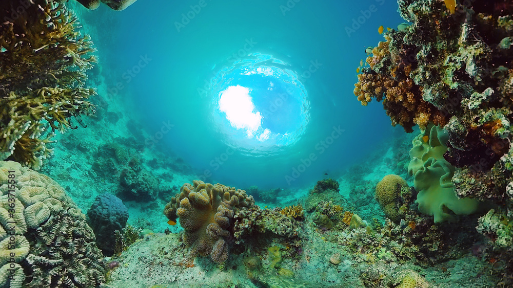 Fototapeta premium Underwater fish reef marine. Tropical colorful underwater seascape with coral reef. Panglao, Bohol, Philippines.
