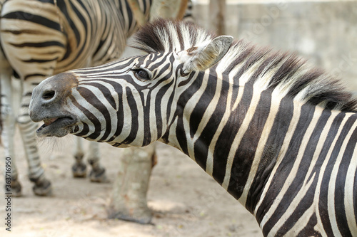 Close up head zebra in garden