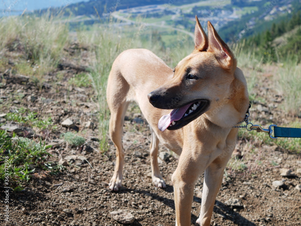 Formosan mountain dog