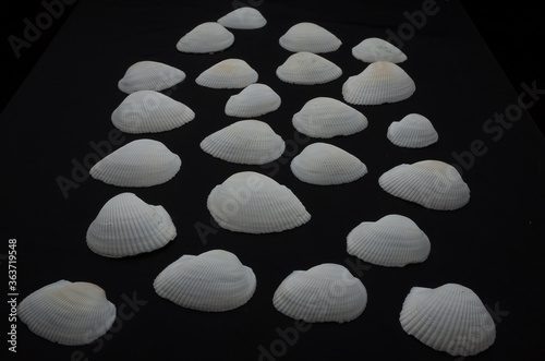 macro photo of sea shell photo