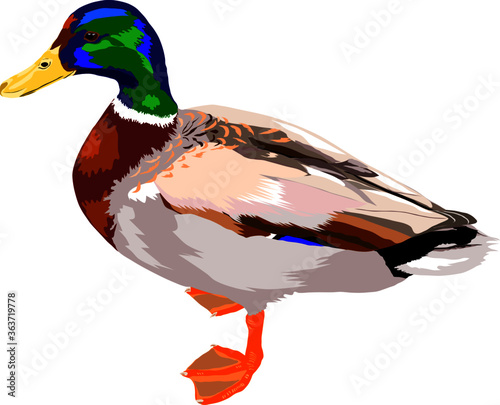 mallard duck isolated on white