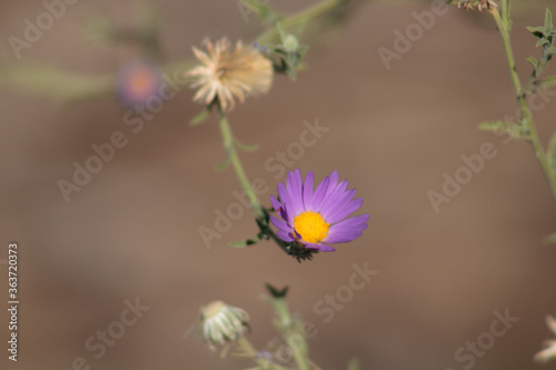 Close-up of a purple hoary tansy-aster flower photo