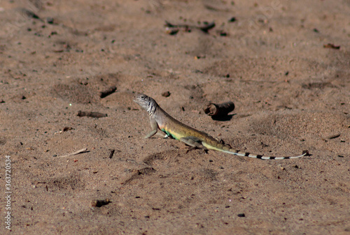 Zebra-tailed Lizard with a colorful green belly on a sandy desert wash trail