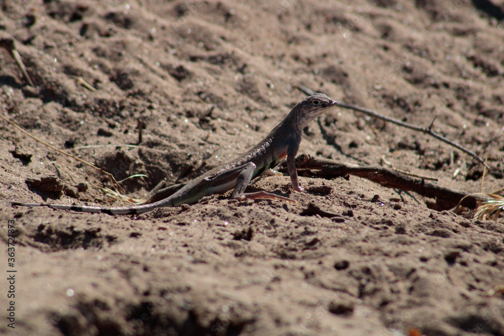 Zebra Tailed Lizard, Callisaurus draconoides, Zebra Tailed Lizard, Callisaurus draconoides,