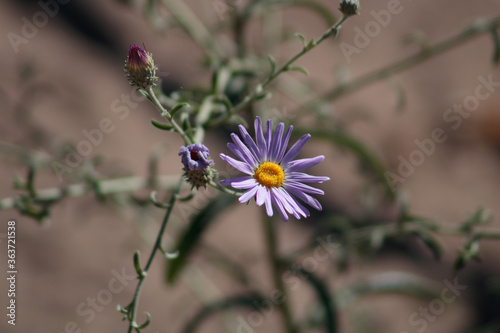 Wallpaper Mural Close-up of a purple hoary tansy-aster flower Torontodigital.ca