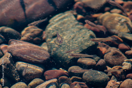 Fototapeta Naklejka Na Ścianę i Meble -  Minnows swimming in shallow riverbed with river rocks in the light murky water