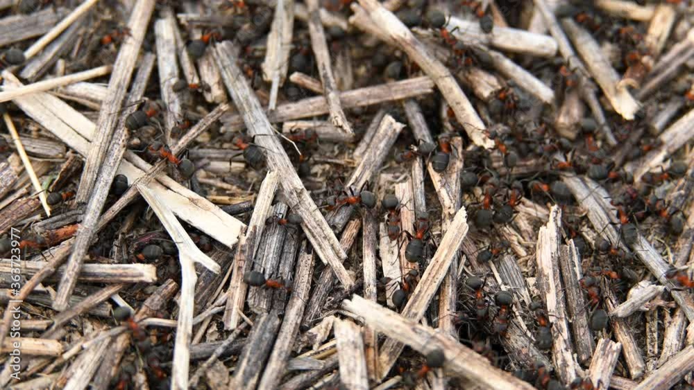 Macro. Ants are busy with the work of building an anthill. Insects in the wild Macro. Ants are busy with the work of building an anthill. Insects in the wild