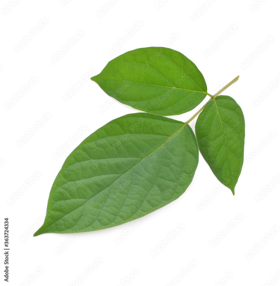 Broken Bones Tree aside from being a popular vegetable that Thai people eat, is also an herb that helps treat diseases. Broken Bones Tree aside from being a popular vegetable that Thai people eat, is also an herb that helps treat diseases.