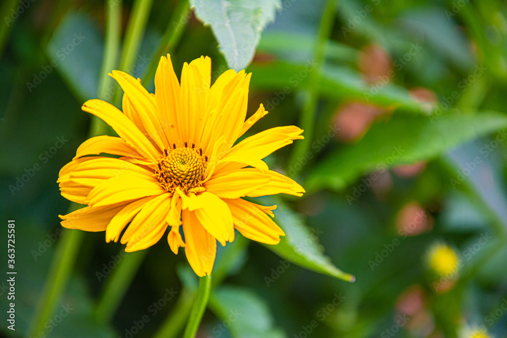beautiful yellow daisy in the morning dew. Shallow depth of field beautiful yellow daisy in the morning dew. Shallow depth of field