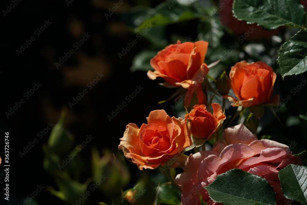Apricot Flower of Floribunda Rose 'Anna' in Full Bloom