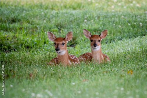 Twin white-tailed deer fawns laying down