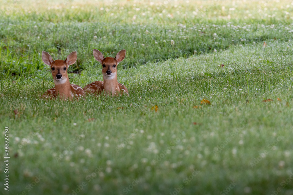 Fototapeta premium Twin white-tailed deer fawns laying down