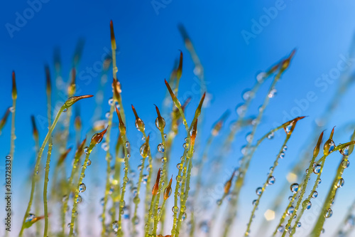 Extreme close up shot of fresh moss growth with water drops created multiple images using focus stack techniques 