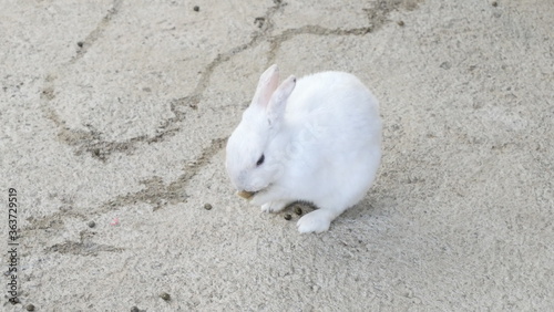 Wild rabbits on cement road