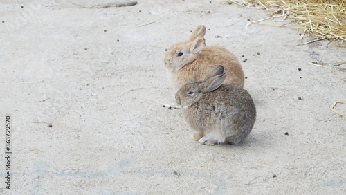 Wild rabbits on cement road