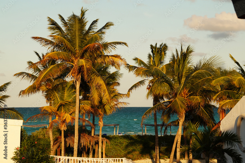 a bunch of tropical palm trees with the sunset golden light a bunch of tropical palm trees with the sunset golden light