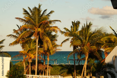 a bunch of tropical palm trees with the sunset golden light