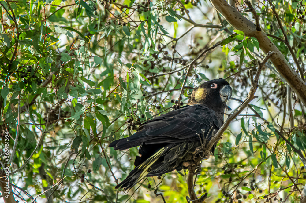 Yellow Tailed Black Cockatoo Head Up Yellow Tailed Black Cockatoo Head Up