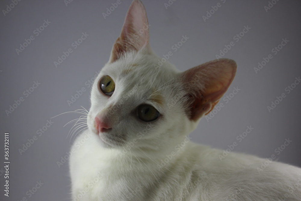 White cat with yellow eyes