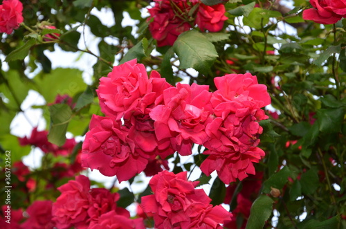 
Inflorescence of red roses on a summer day.