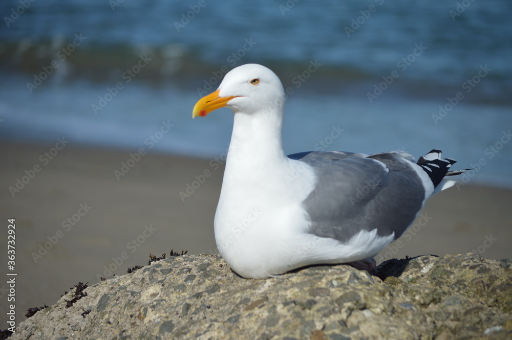 seagull sitting on rock