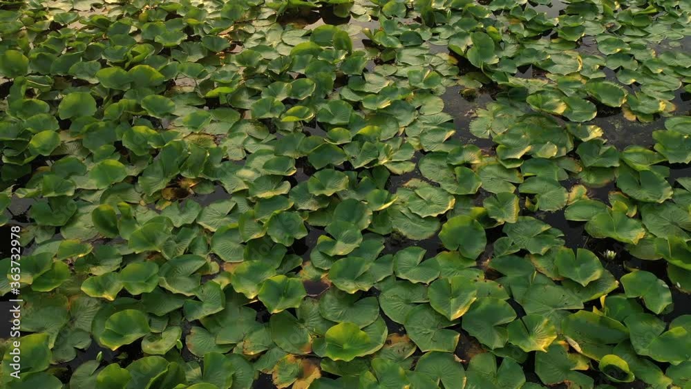 Aerial view of american countryside in the summertime. Drone flying low over water lilies. North american rural landscape, nature, common floating leaf plants of Midwest. Sunrise, dawn, early morning Aerial view of american countryside in the summertime. Drone flying low over water lilies. North american rural landscape, nature, common floating leaf plants of Midwest. Sunrise, dawn, early morning