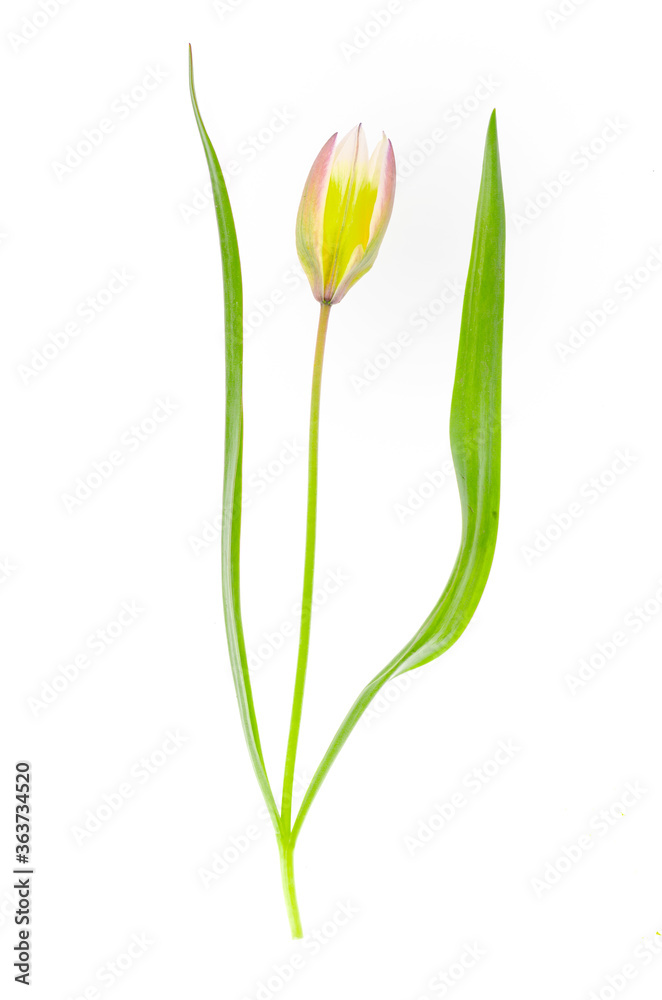Delicate Scilla garden flower isolated on white background. Delicate Scilla garden flower isolated on white background.