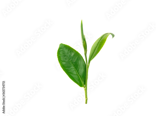 young green tea leaves isolated on white background