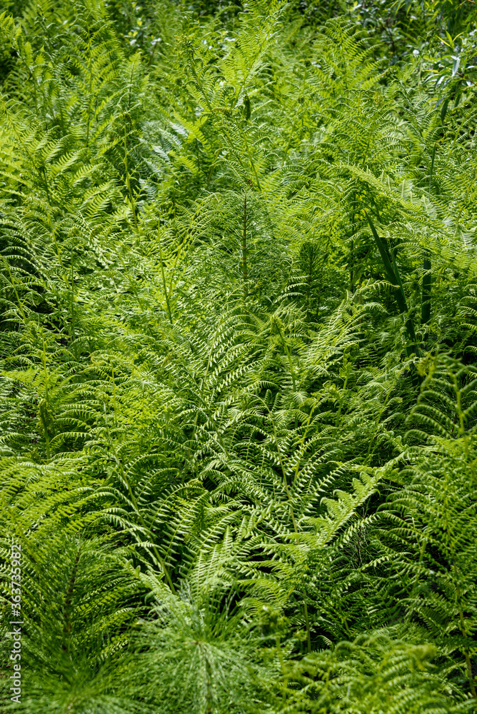 Closeup of ferns growing in a wetland, as a nature background
