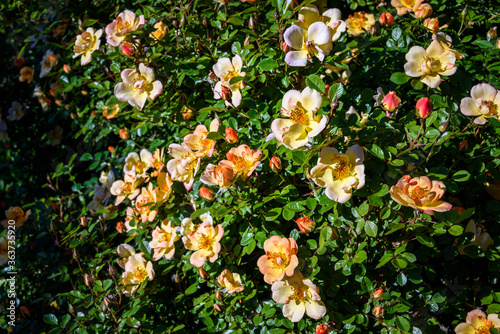 Beautiful yellow and orange flowers of a rose bush on a sunny day 