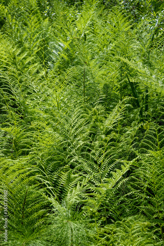 Closeup of ferns growing in a wetland, as a nature background 