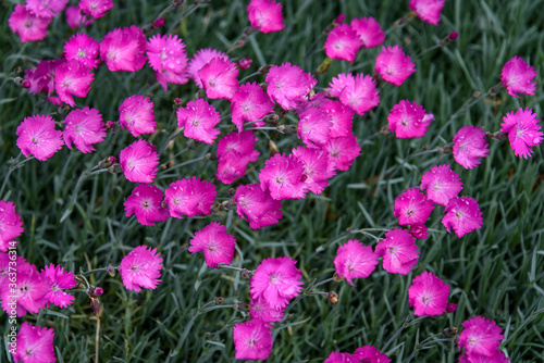 Pink Dianthus flowers blooming with blue green leaves
 photo