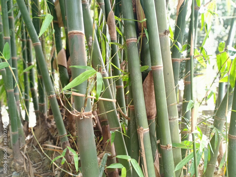 Fototapeta premium bamboo tree in the backyard garden