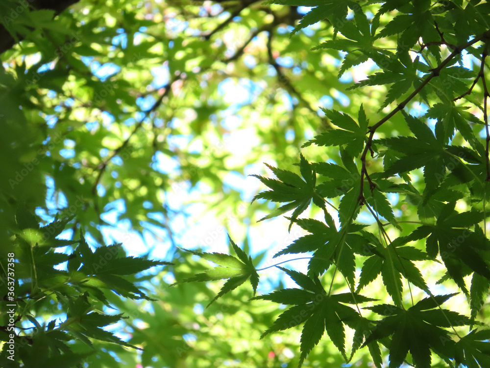 Obraz premium Fresh green japanese momiji10 新緑のもみじ10