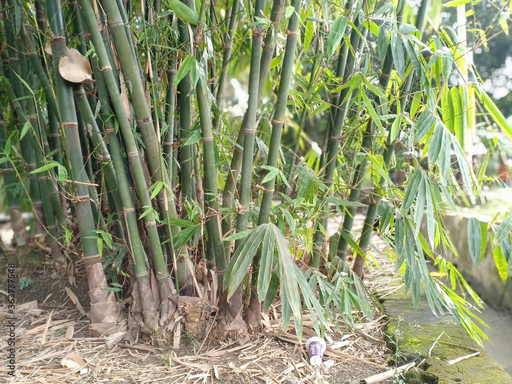Obraz premium bamboo tree in the backyard garden