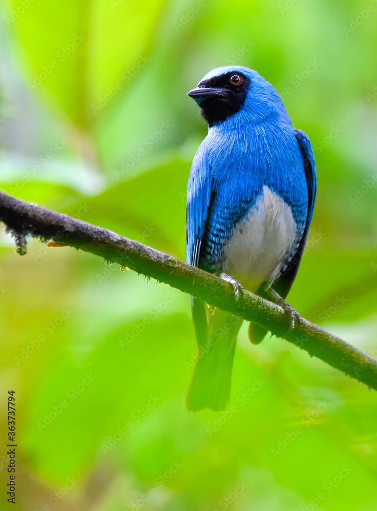 Swallow Tanager deep blue tropical bird on a branch inside the jungle with green background and strong colors of wet jungle