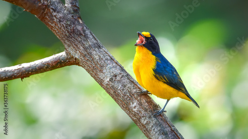 Violaceous Euphonia tropical bird of blue and yellow colors singing with its beak open on a branch with a clean and clear background. © Bioaudiovisual