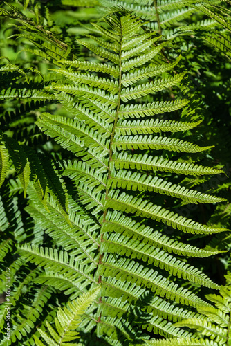 Closeup of ferns growing on a sunny day, as a nature background 