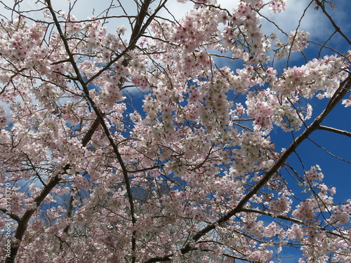blooming cherry tree